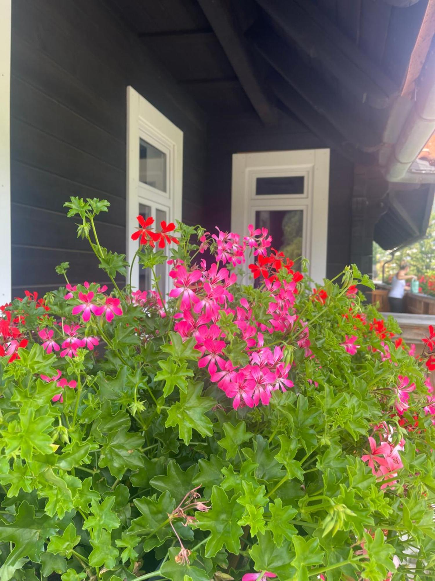 דירה Apartmanovy Dum Jansky Sen יאנסקה לזנה